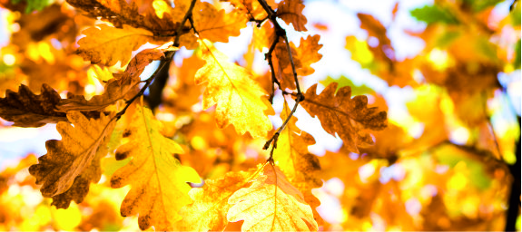 Картинка к статье: Top fragrances for autumn. (Continues) A review from Sunday21.